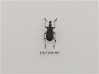 藏品(長錐象鼻蟲科)的圖片